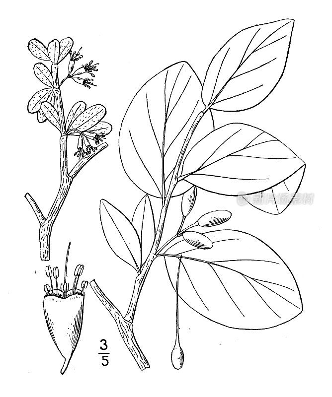 古植物学植物插图:Dirca palustris, Leatherwood